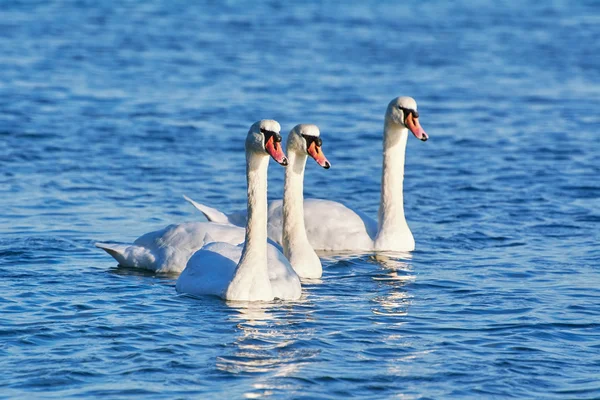 Cygnes blancs sur la mer Noire — Photo