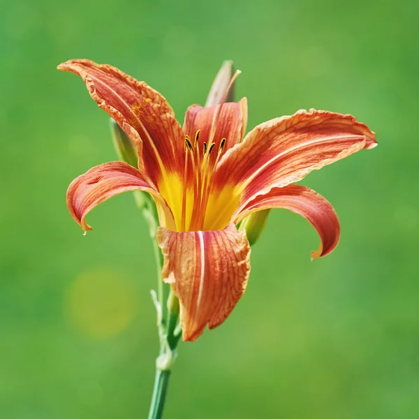 Lilienblüte über Grün — Stockfoto