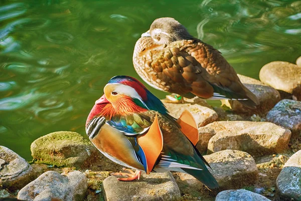 Mandarin Ducks On Stones — Stock Photo, Image