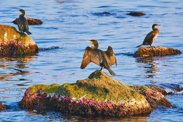 Cormorants on the Rocks — Stock Photo, Image