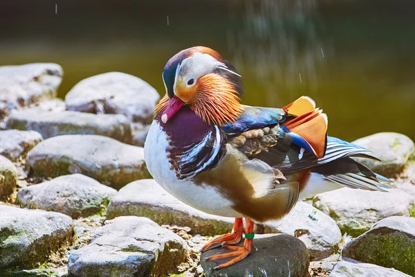 Pato mandarim na rocha — Fotografia de Stock