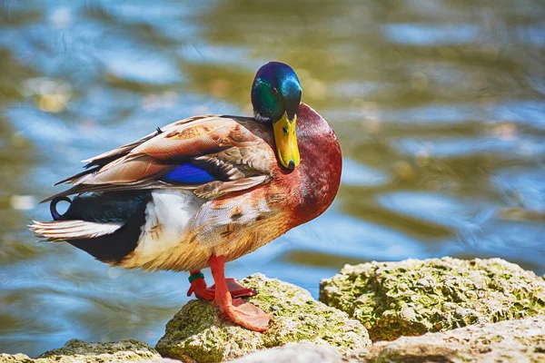 Duck on the Rock — Stock Photo, Image