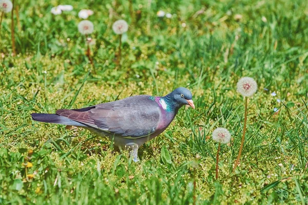 Gemeine Waldtaube — Stockfoto