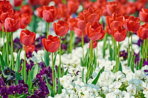 Fiori di tulipani rossi — Foto Stock