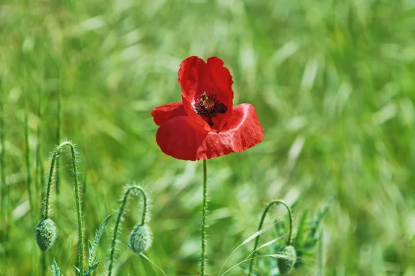 Flor de amapola roja —  Fotos de Stock