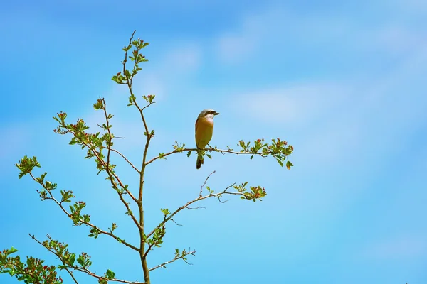 Shrike con respaldo rojo (Lanius collurio ) — Foto de Stock