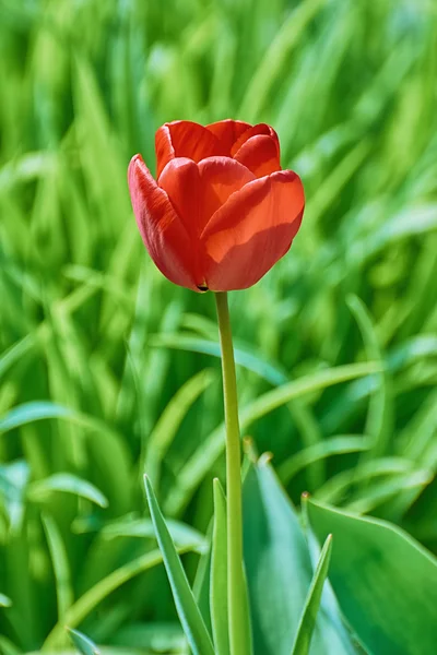 Flor roja del tulipán — Foto de Stock