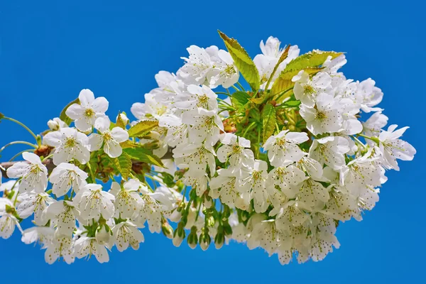 Ciruela de cerezo en flor — Foto de Stock