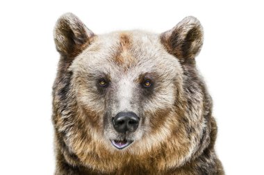 Portrait of the Bear