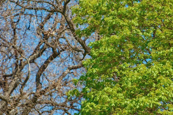 Junge Ahornblätter — Stockfoto