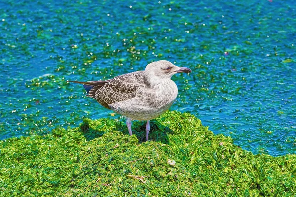 Aves da gaivota — Fotografia de Stock