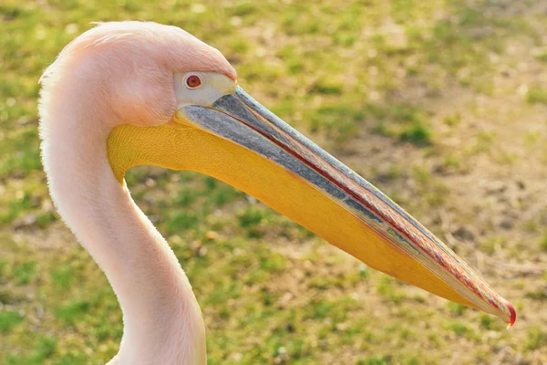Retrato de Big Rosy Pelican — Fotografia de Stock