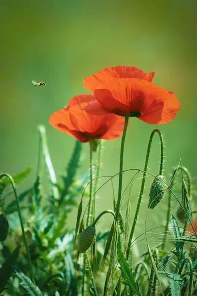 Dos flores de amapola —  Fotos de Stock