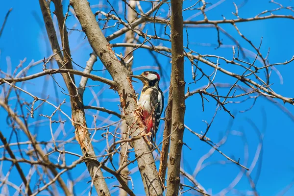 Picchio sull'albero — Foto Stock