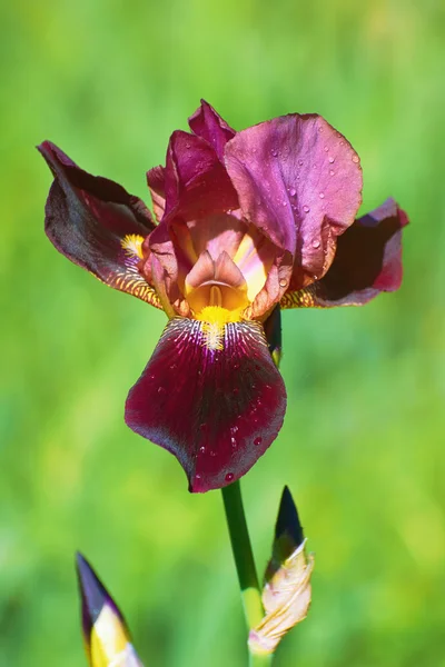 Iris of Burgundy Color — Stock Photo, Image