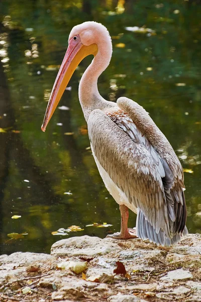 Pelikaan op de rots — Stockfoto