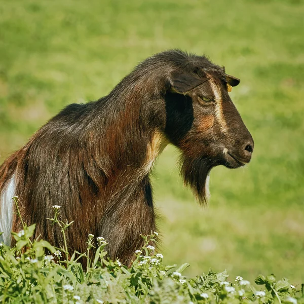 Ritratto di Billy Goat — Foto Stock