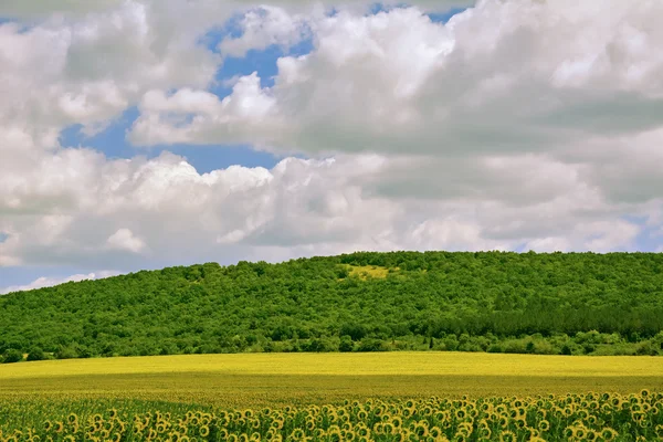 Sonnenblumenfeld in Bulgarien — Stockfoto