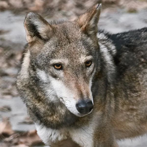 Wolfsporträt — Stockfoto