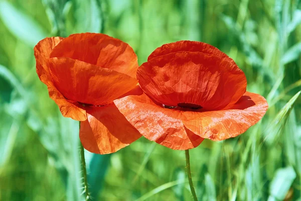 Two Poppy Flowers — Stock Photo, Image