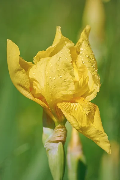 Flor de un iris amarillo — Foto de Stock