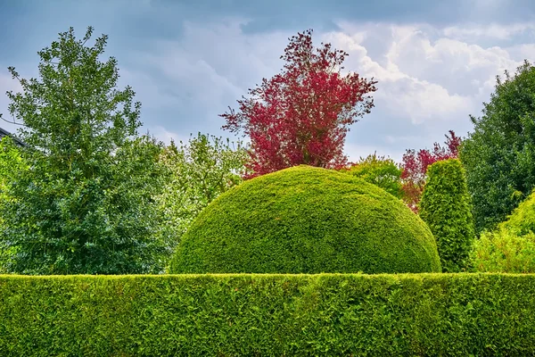 Forma redonda Bush — Foto de Stock