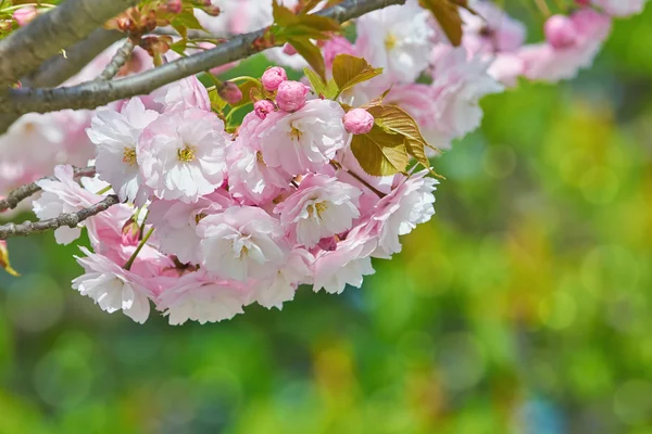 Flor de cerezo agrio — Foto de Stock