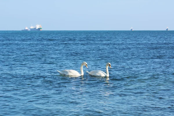 Weiße Schwäne im Schwarzen Meer — Stockfoto