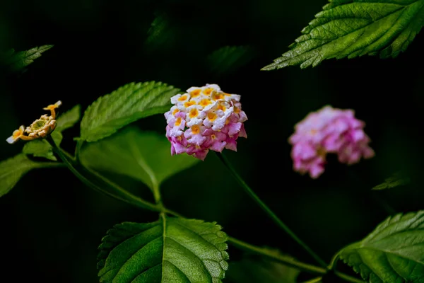 Lantana ชดอกไม นในครอบคร ากร — ภาพถ่ายสต็อก