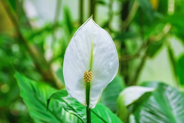 Spathiphyllum Lilia Pokojowa Kwiat Roślina Wieloletnia Wiecznie Zielona — Zdjęcie stockowe