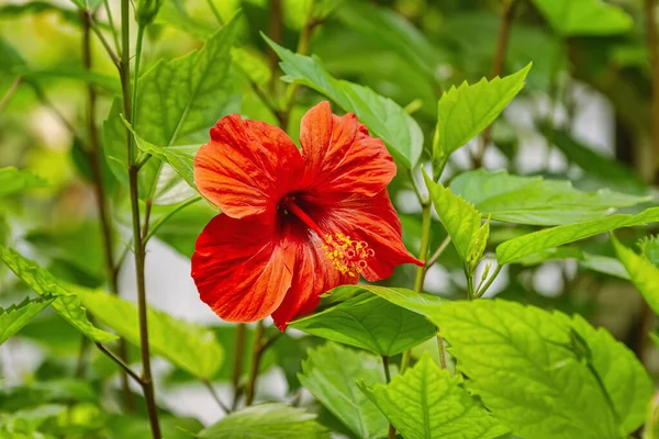 Hibiscus Malvaceae Familyasından Çiçek Açan Bitki Cinsi — Stok fotoğraf