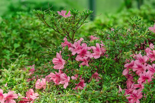 stock image Blooming Rhododendron flowers in the forest