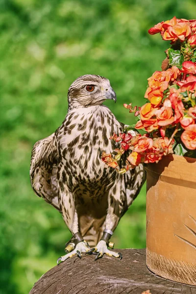 Saker Falcon Falco Cherrug Een Grote Soort Valk — Stockfoto