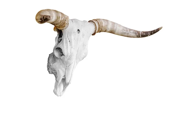 Bull Skull Horns White Background — Stock Photo, Image