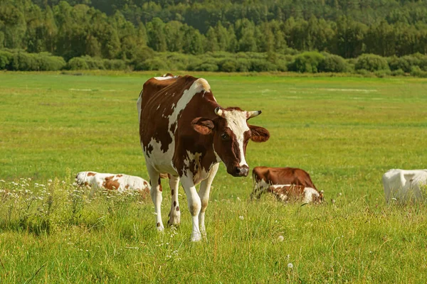 Vaca Pasto Zona Rural — Fotografia de Stock