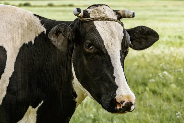 Vache Sur Pâturage Zone Rurale — Photo