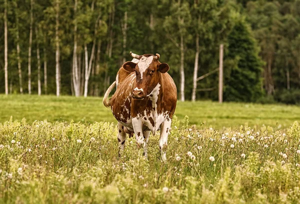 Vaca Pasto Zona Rural — Fotografia de Stock