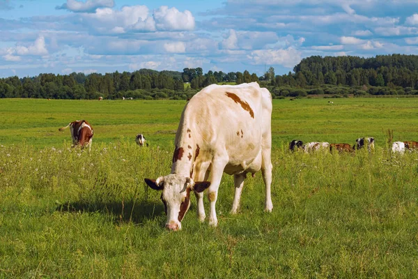 Kráva Pastvinách Venkovských Oblastech Stock Obrázky