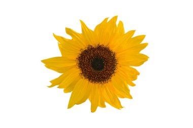Yellow sunflower over the white background clipart