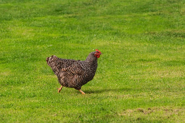 Kurczak Stoczni Drobiu — Zdjęcie stockowe