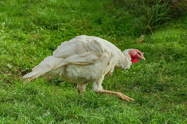 Pavo Blanco Corral — Foto de Stock