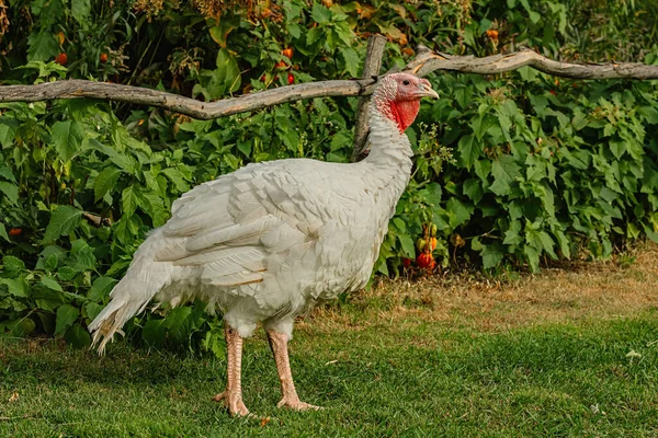 Witte Kalkoen Pluimveehouderij — Stockfoto