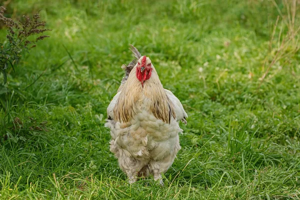 Frango Galinheiro — Fotografia de Stock