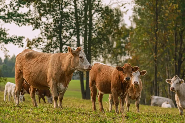 Vacas Pasto Zona Rural — Fotografia de Stock