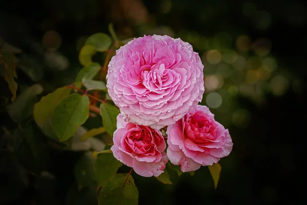 Rosa Flor Contra Fundo Verde — Fotografia de Stock