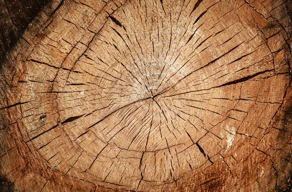 Querschnitt Des Baumes Abstrakter Hölzerner Hintergrund — Stockfoto