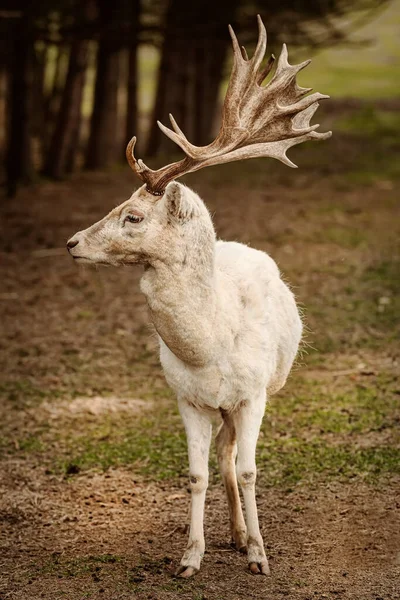 Portret Białego Jelenia Odłogowego Dama Dama — Zdjęcie stockowe