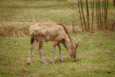 Otlakta büyük boynuzları olan geyik