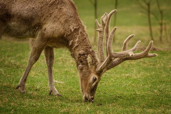 Deer Big Horns Pasture — Stock Photo, Image