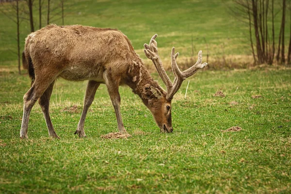 Deer Big Horns Pasture — Stock Photo, Image